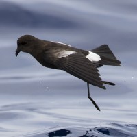 Wilson's Storm Petrel